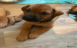 Mixed Breed dogs for sale: Puppies looking for forever homes 🏡 - Image 23