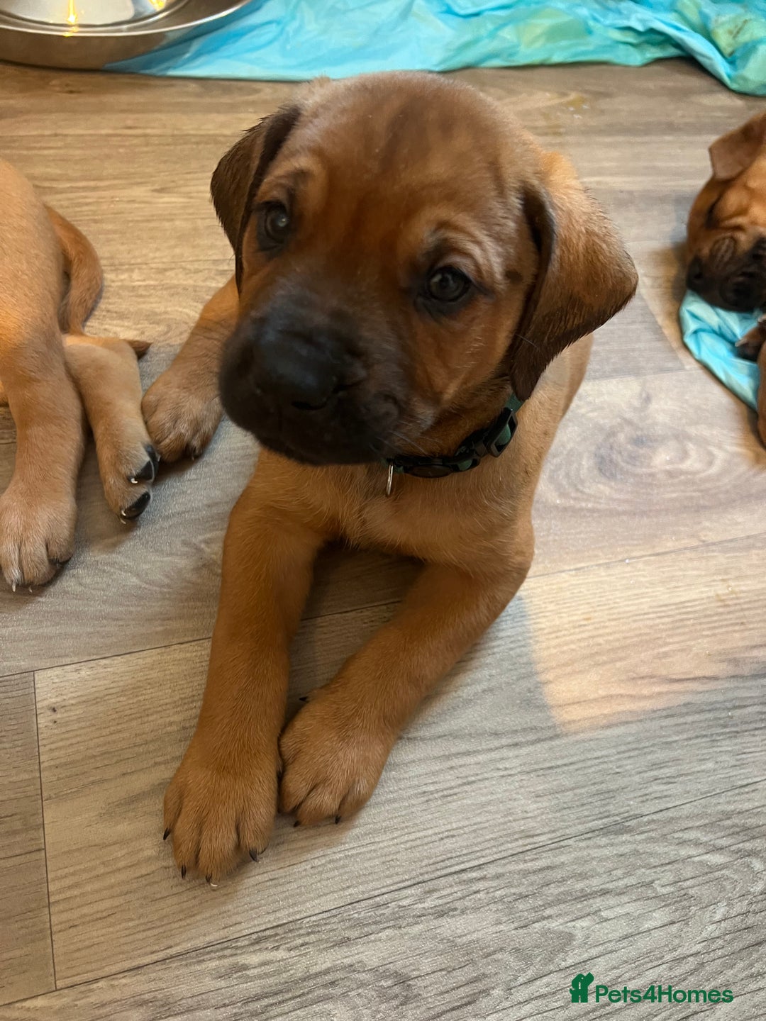 Mixed Breed dogs for sale: Puppies looking for forever homes 🏡 - Image 23
