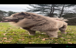Chow Chow dogs for sale: Adorable rare lilac chow chow girl pups - Image 5