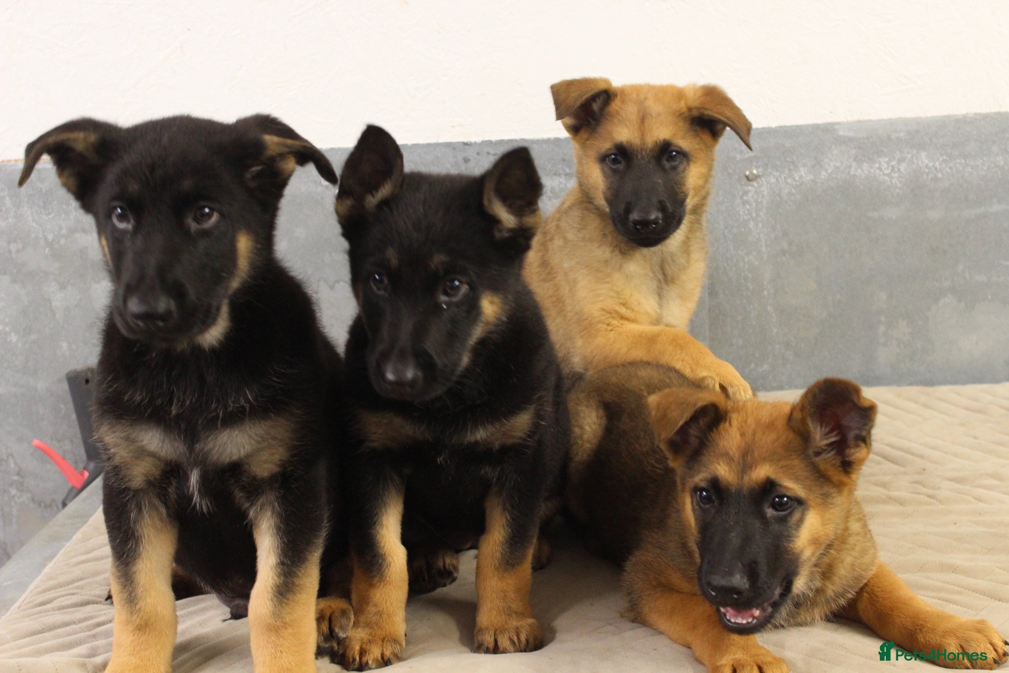 German Shepherd dogs for sale: German Shepherd Puppies  - Advert 5
