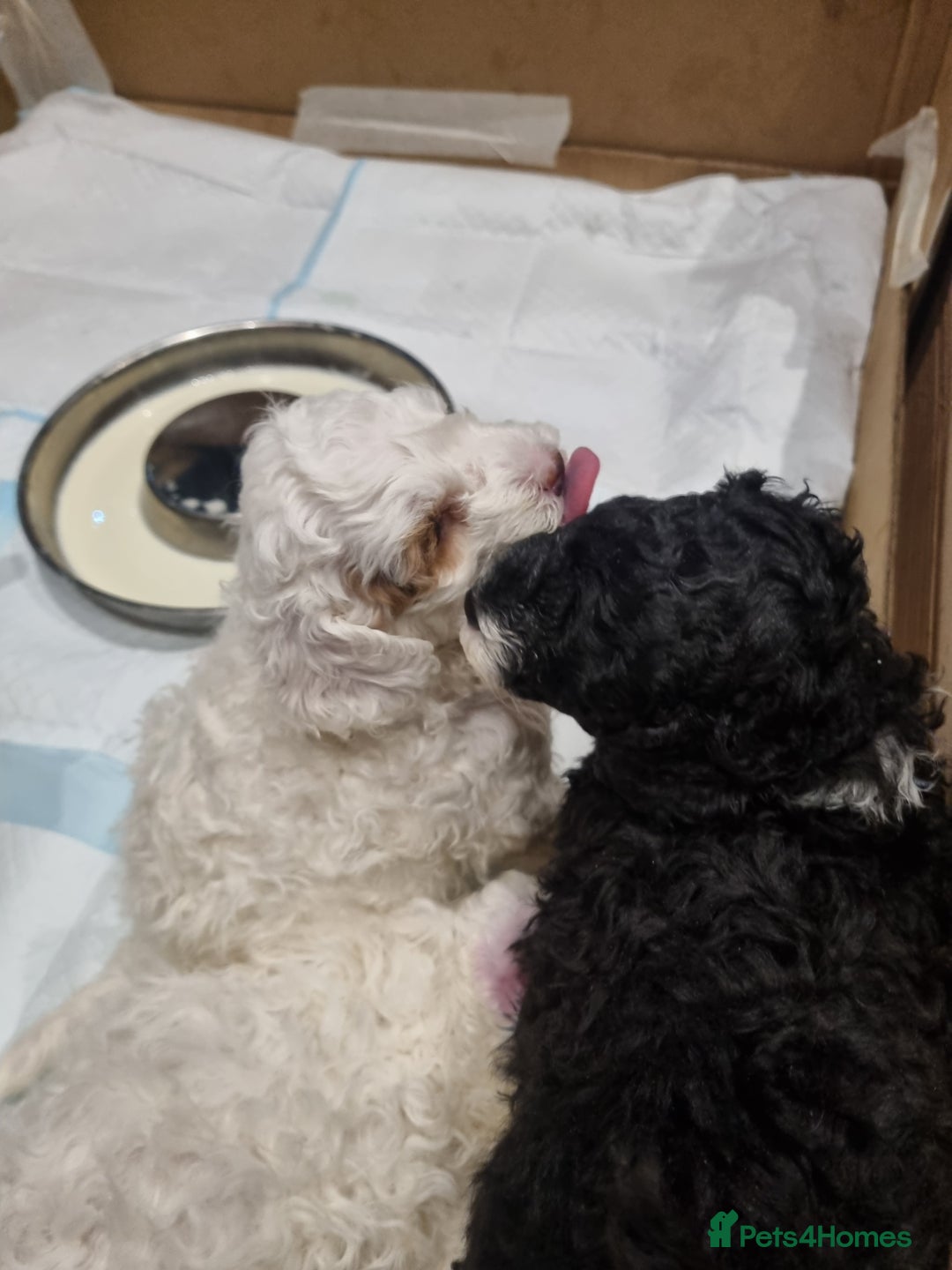 Toy Poodle dogs for sale: Toy poodle puppy - Advert 28