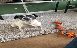 Mixed Breed dogs for sale: Eddie  - Advert 15