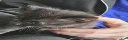 Mixed Breed cats for sale: Cute Calico, Tuxedo & Black babies (from £150) - Advert 9