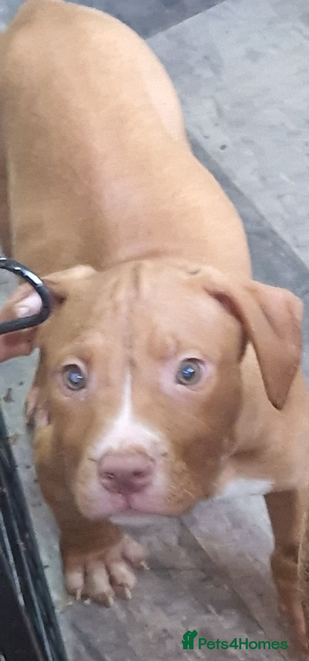 Mixed Breed dogs for sale: Presa/American Johnson bulldog - Image 21