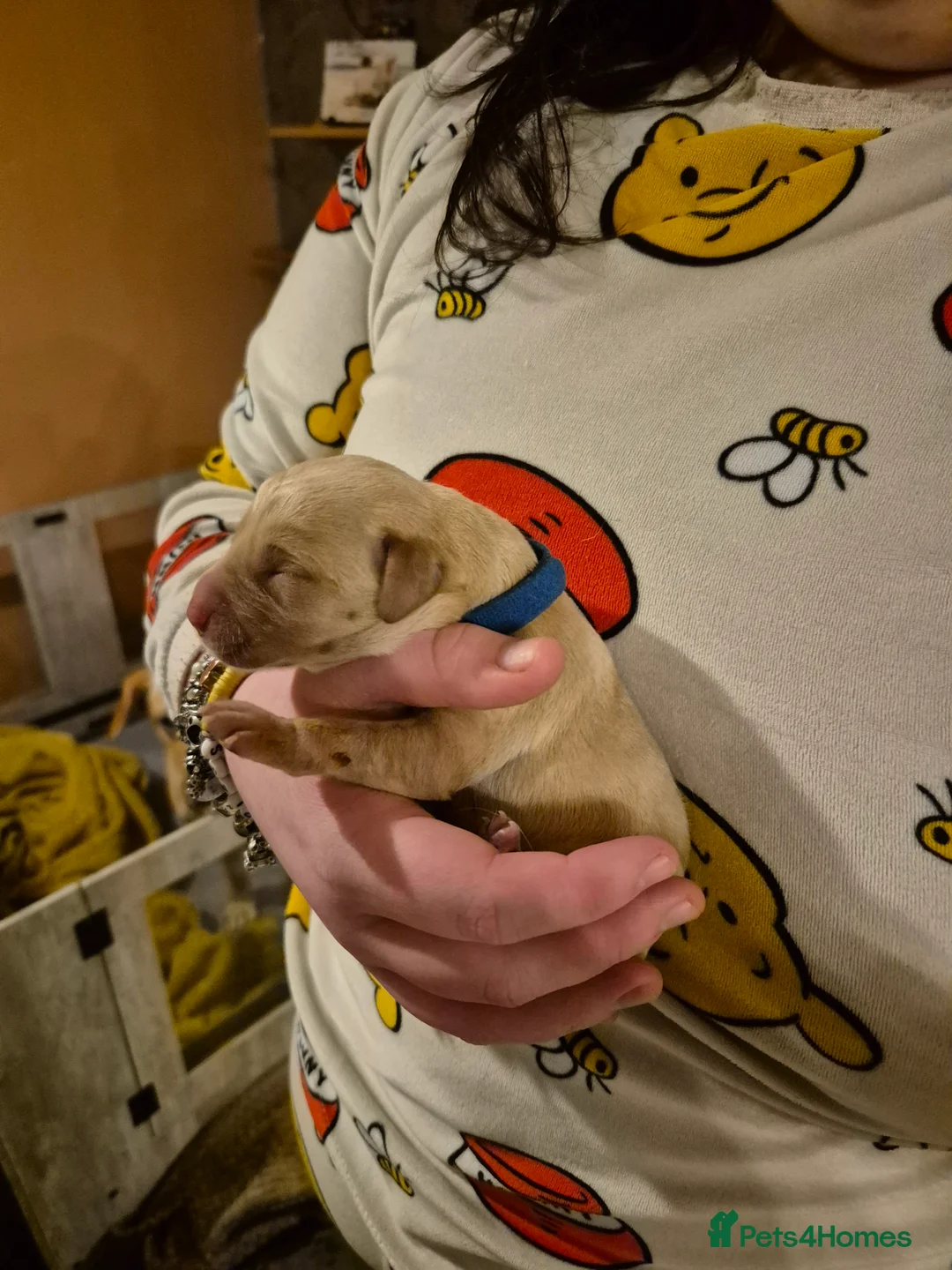 Labrador Retriever dogs for sale: Pedigree KC registered labrador pups. - Advert 18