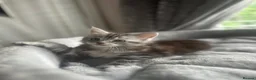 Maine Coon cats for sale: Stunning Maine Coon Litter Of Kittens  - Advert 17