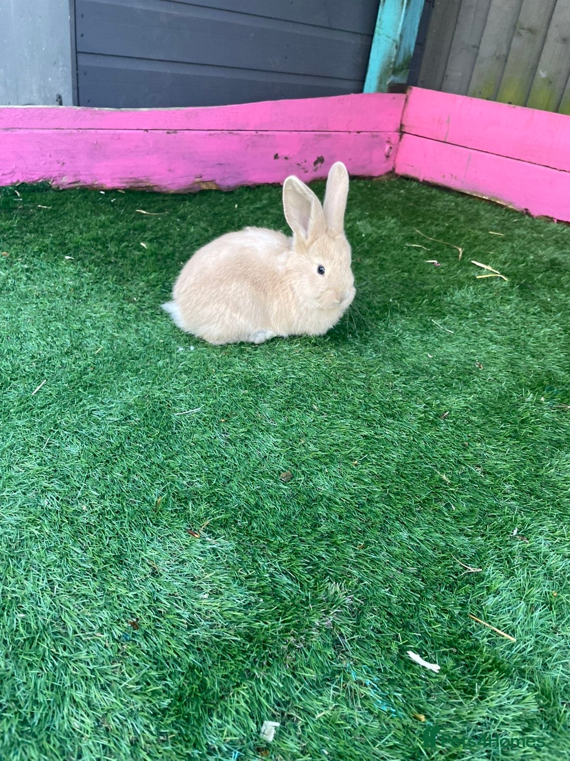 Continental Giant rabbits Giant continental babies  - Advert 1