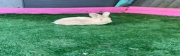 Continental Giant rabbits for sale: Giant continental babies  - Advert 1