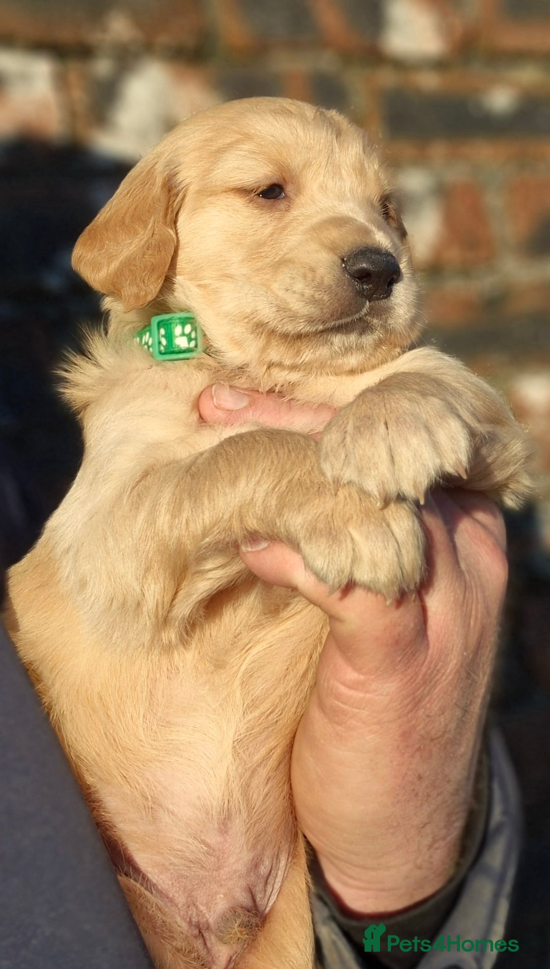 Golden Retriever dogs for sale: KC GOLDEN RETRIEVER PUPPIES, HEALTH SCORED PARENTS - Advert 11