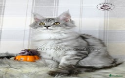 Maine Coon cats for sale: TICA registration Maine coon kittens Ready to go - Image 2