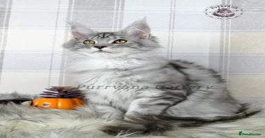 Maine Coon cats - Advert 3