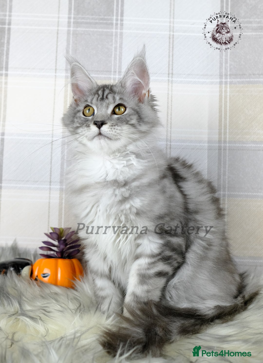 Maine Coon cats for sale: TICA registration Maine coon kittens Ready to go - Image 2