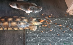 Tortoise reptiles for sale: Sulcata Tortoise - Image 4