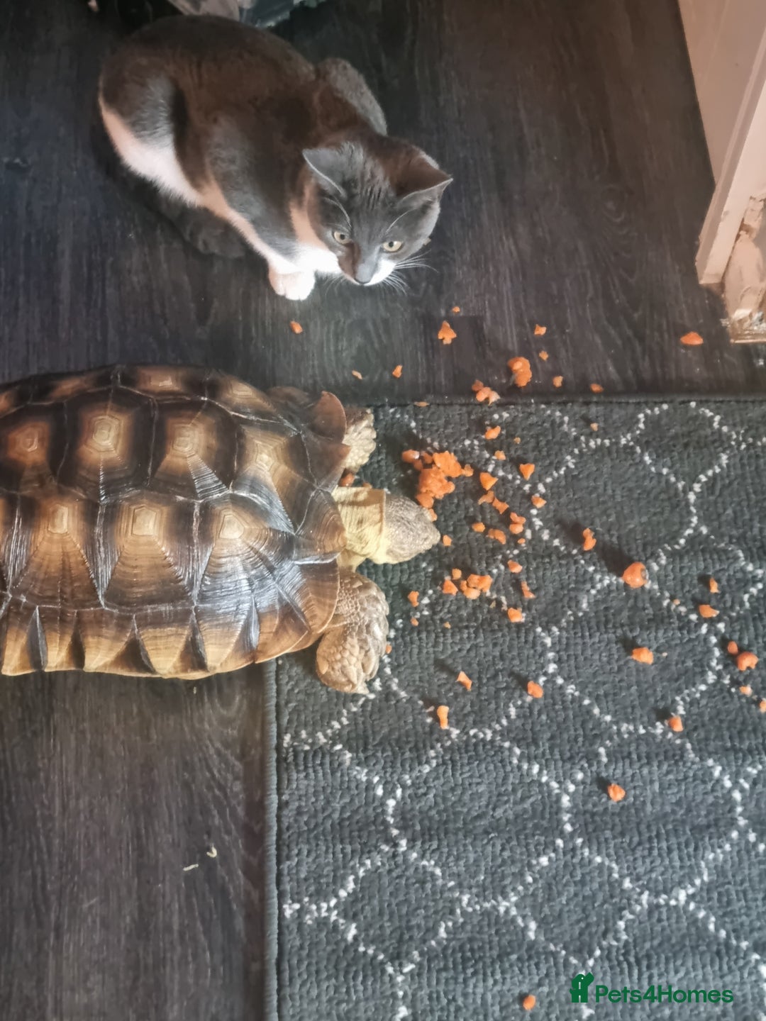 Tortoise reptiles for sale: Sulcata Tortoise - Image 4