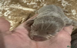 Jack Russell dogs for sale: Much Wenlock stunning miniature puppy  - Advert 5