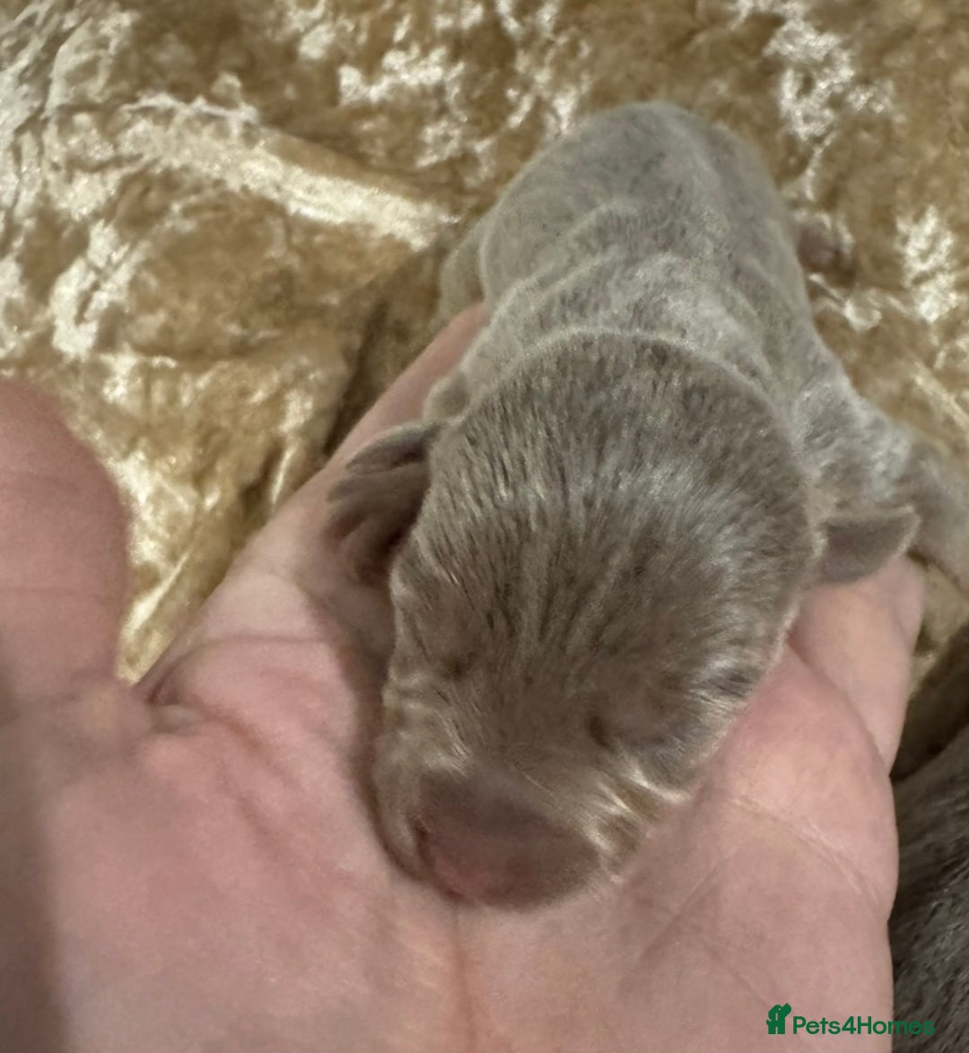 Jack Russell dogs for sale: Much Wenlock stunning miniature puppy  - Advert 5