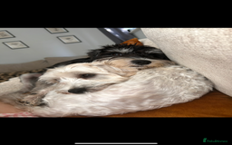Schnoodle dogs for sale: Boy Schnoodle for sale - Image 3
