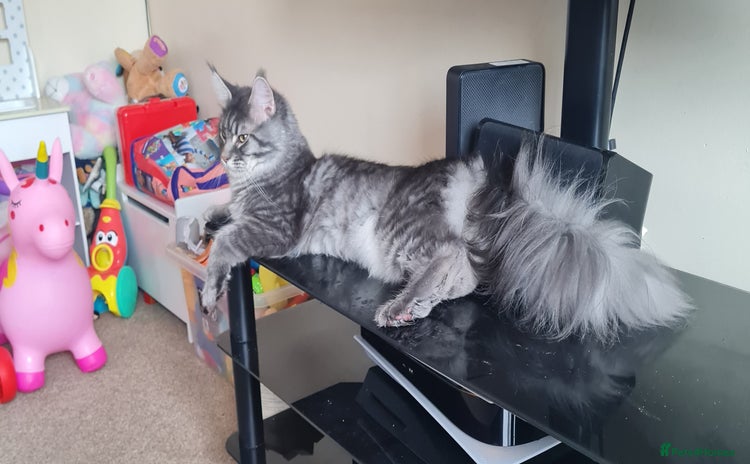 Maine Coon cats - Advert 6