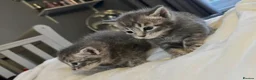 Russian Blue cats for sale: Mixed Russian Blue Kittens - Advert 8