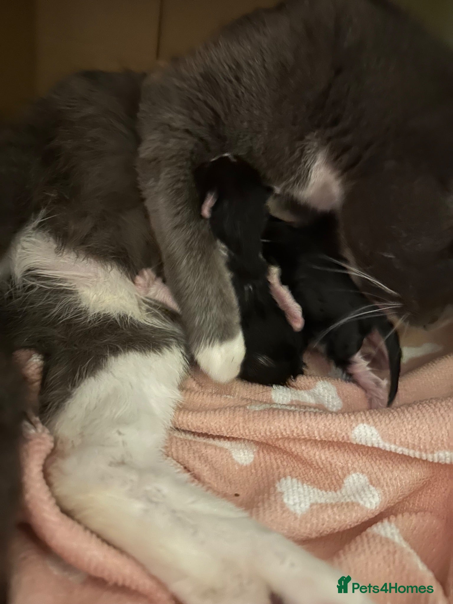 Mixed Breed cats Last two toe eaters - Advert 1