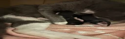 Mixed Breed cats for sale: Last two toe eaters - Advert 1