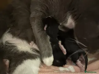 Mixed Breed cats Last two toe eaters - Advert 1