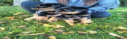 Rottweiler dogs for sale: German rottweiler pups now ready  - Advert 2