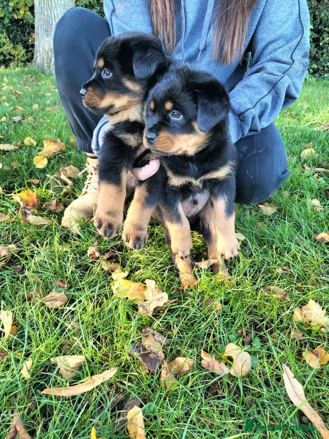 Rottweiler dogs for sale: German rottweiler pups now ready  - Advert 2