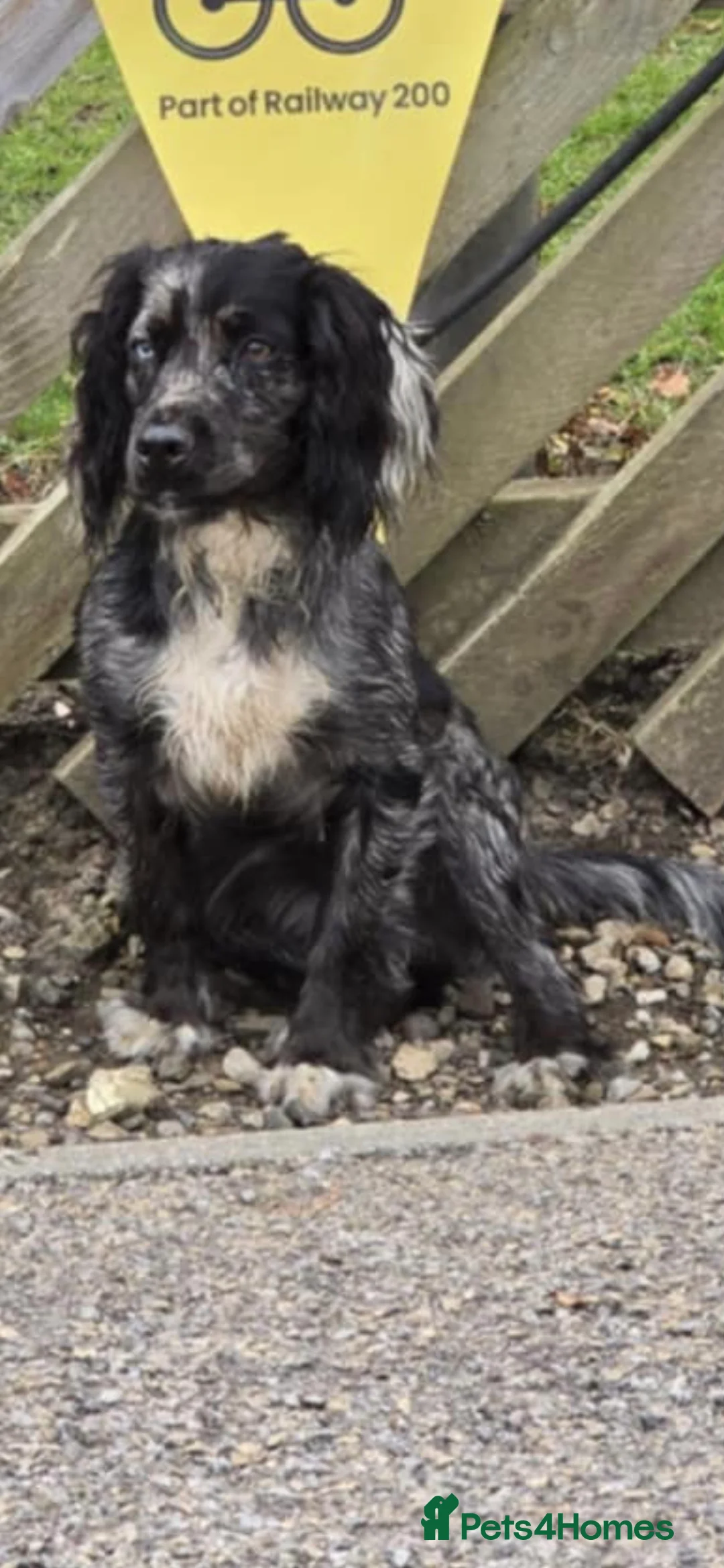 Cocker Spaniel dogs for stud: Merle Cocker Spaniel stud  - Advert 3