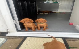 Hungarian Vizsla dogs for sale: Hungarian Vizsla puppies   - Image 5