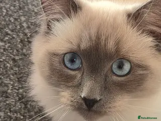 Ragdoll cats gorgeous ragdoll kitten 💖 - Advert 1