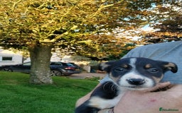 Border Collie dogs for sale: Beautiful merle and tri coloured collies  - Image 8
