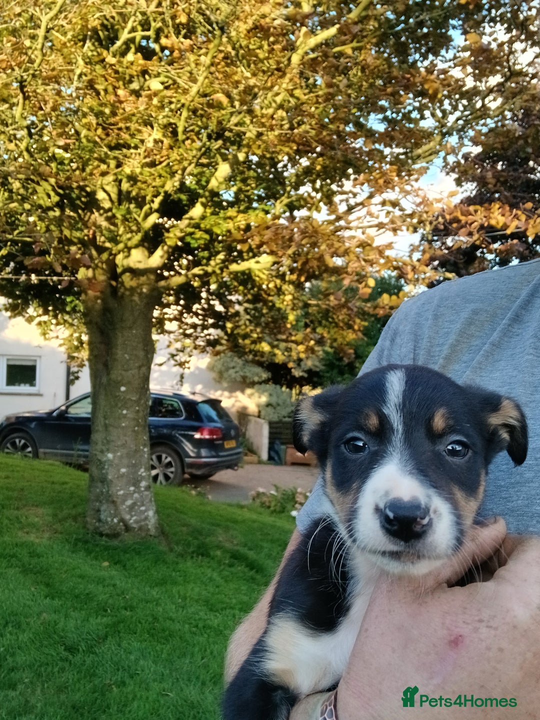Border Collie dogs for sale: Beautiful merle and tri coloured collies  - Image 8