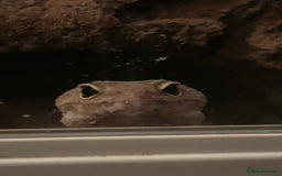 Leopard Gecko reptiles for sale: 2 leopard geckos with setup, 1f 1m - Advert 5