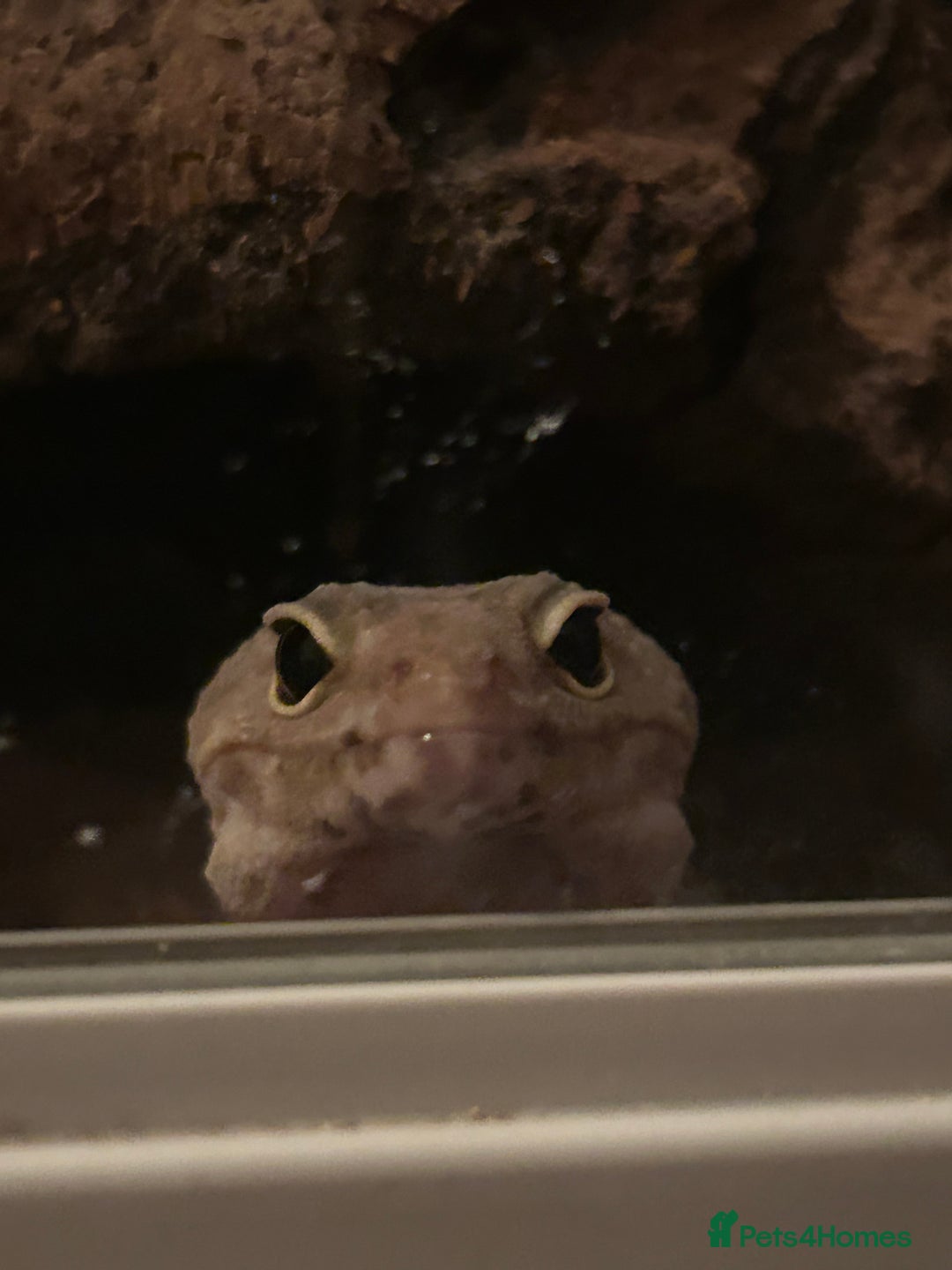 Leopard Gecko reptiles for sale: 2 leopard geckos with setup, 1f 1m - Advert 5