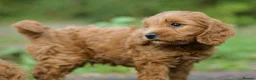 Cockapoo dogs for sale: Cockapoo pups ready to go  in Launceston - Advert 3