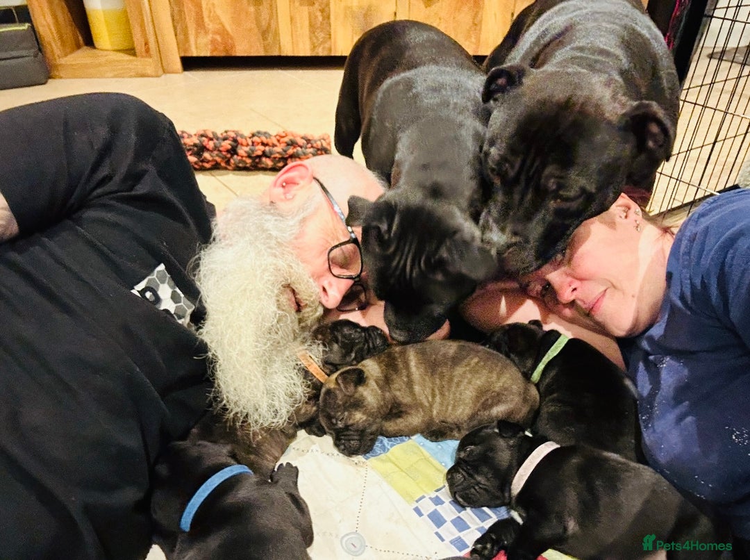 Staffordshire Bull Terrier dogs for sale: KC Reg - Only 1 Boy Available  - Advert 7