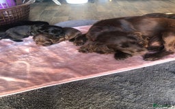 Cocker Spaniel dogs for sale: Cocker spaniels  - Image 8