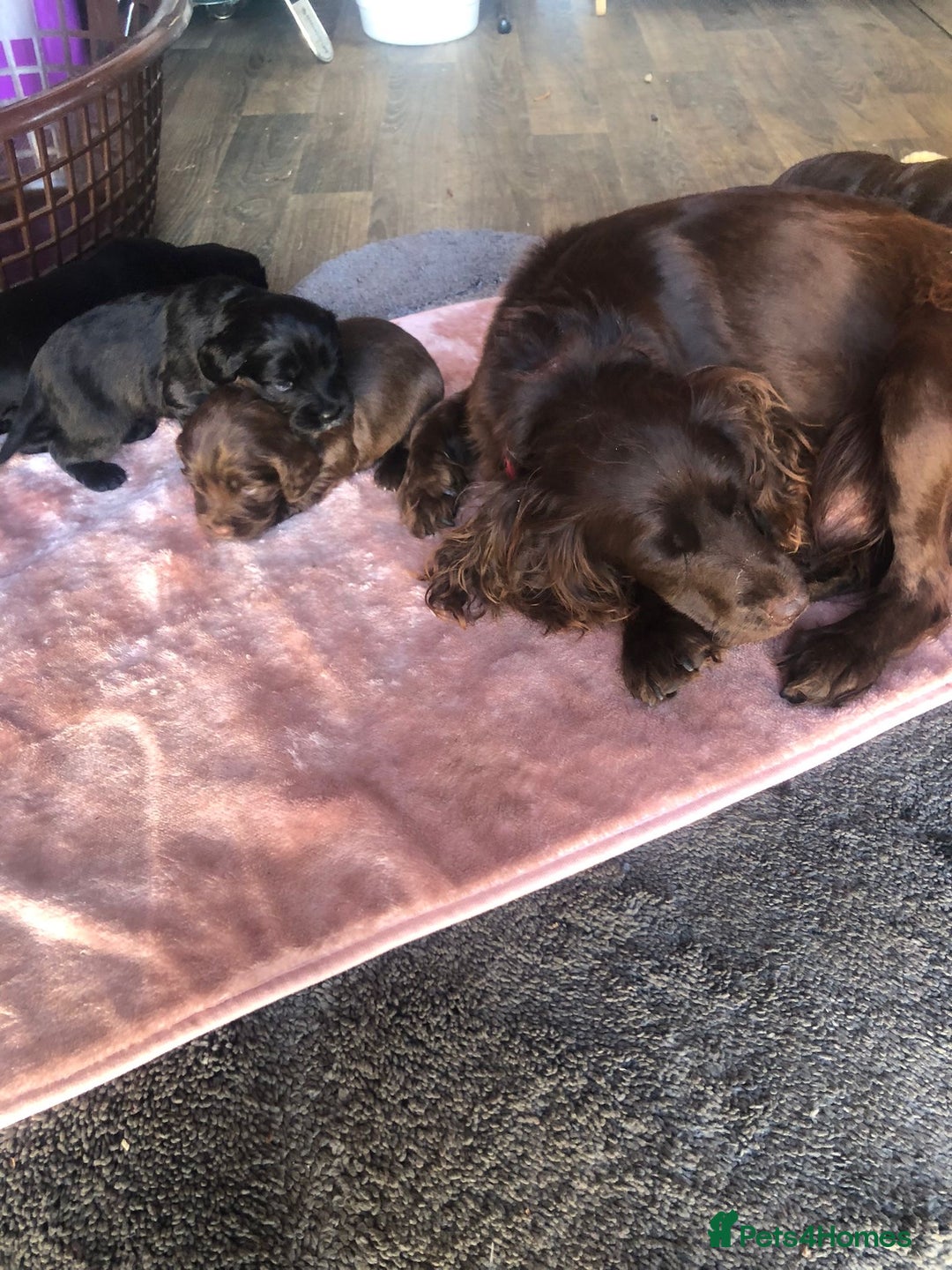 Cocker Spaniel dogs for sale: Cocker spaniels  - Image 8