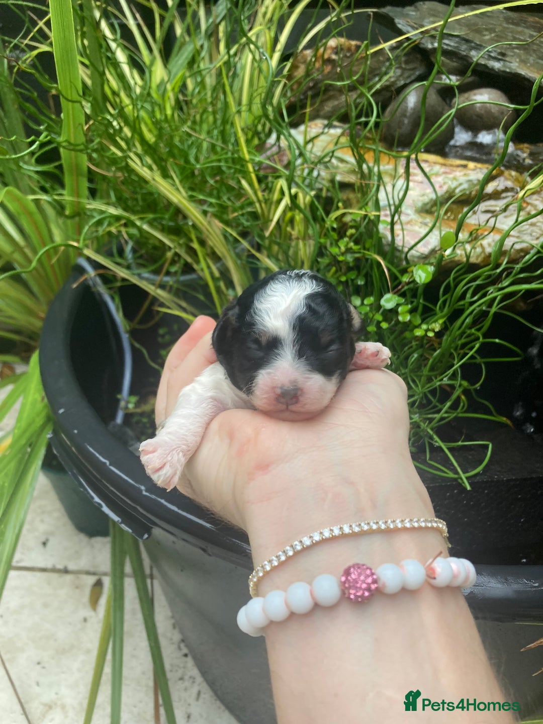 Cavapoo dogs for sale: Toy cavapoo WAITING LIST - Advert 25