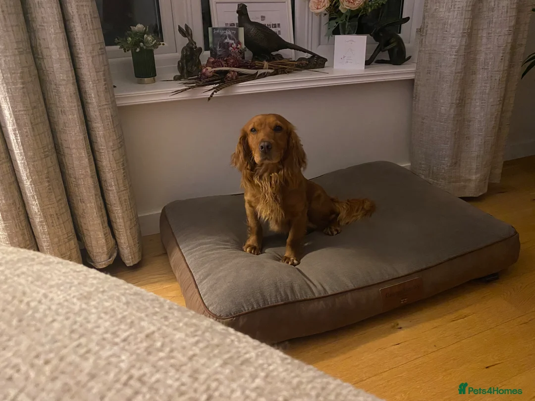 Cocker Spaniel dogs for sale: Beautiful working Cocker Spaniel puppies  in Royston - Advert 2