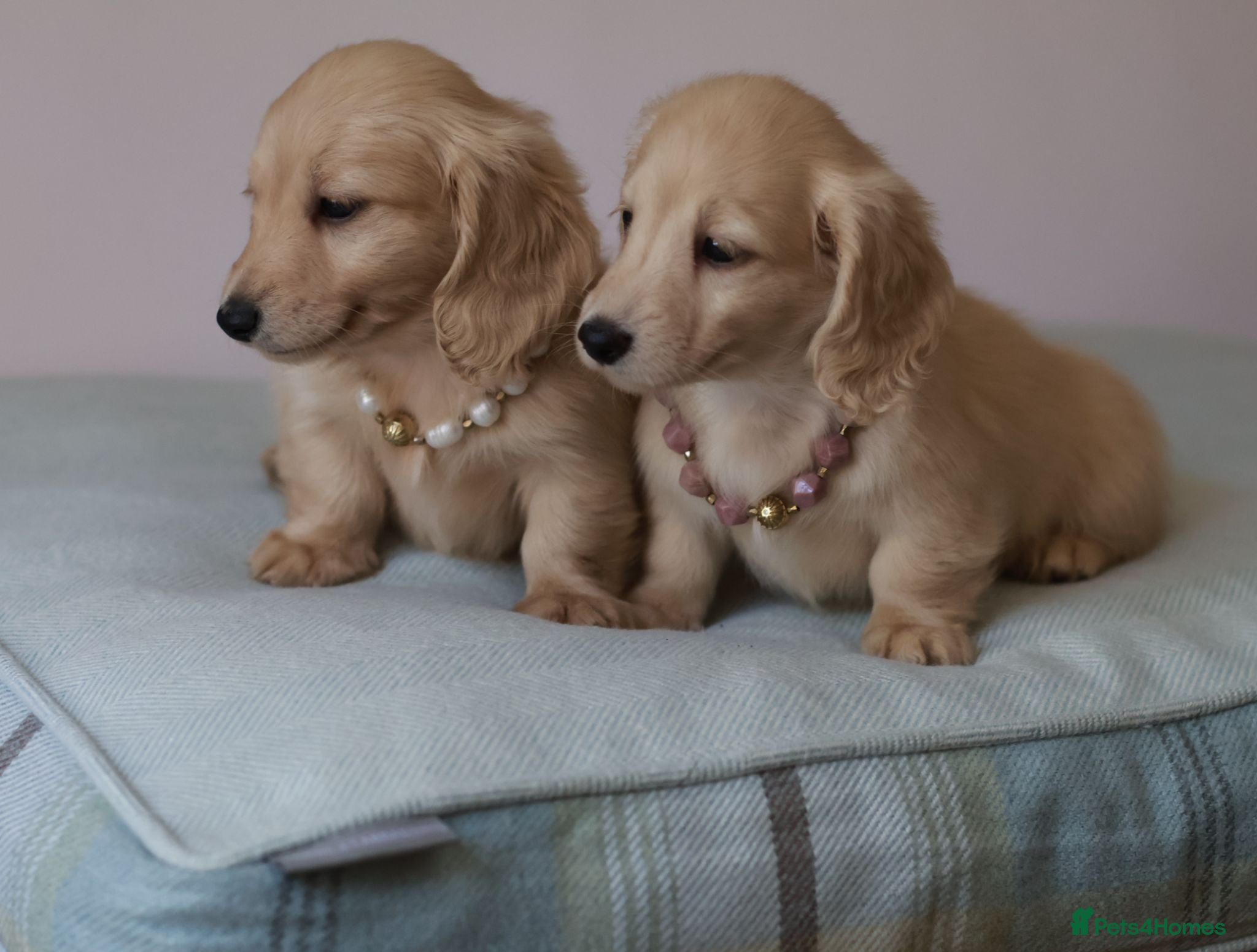 Miniature Dachshund dogs 5*Licensed+Cream+Long Hair+KC+VetChecked+PRAClear - Advert 1