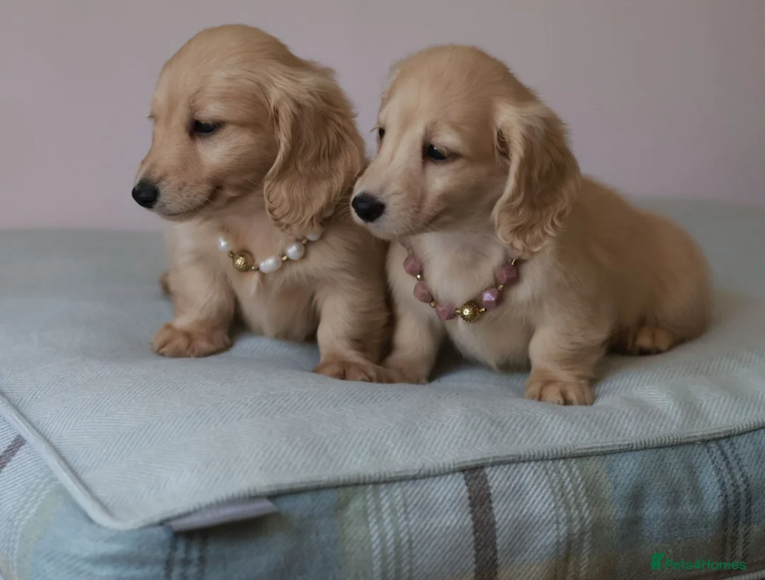 Miniature Dachshund dogs for sale: 5*Licensed+Cream+Long Hair+KC+VetChecked+PRAClear - Advert 1