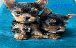 Yorkshire Terrier dogs for sale: Baby face mini pedigree YORKIE pups - Image 15