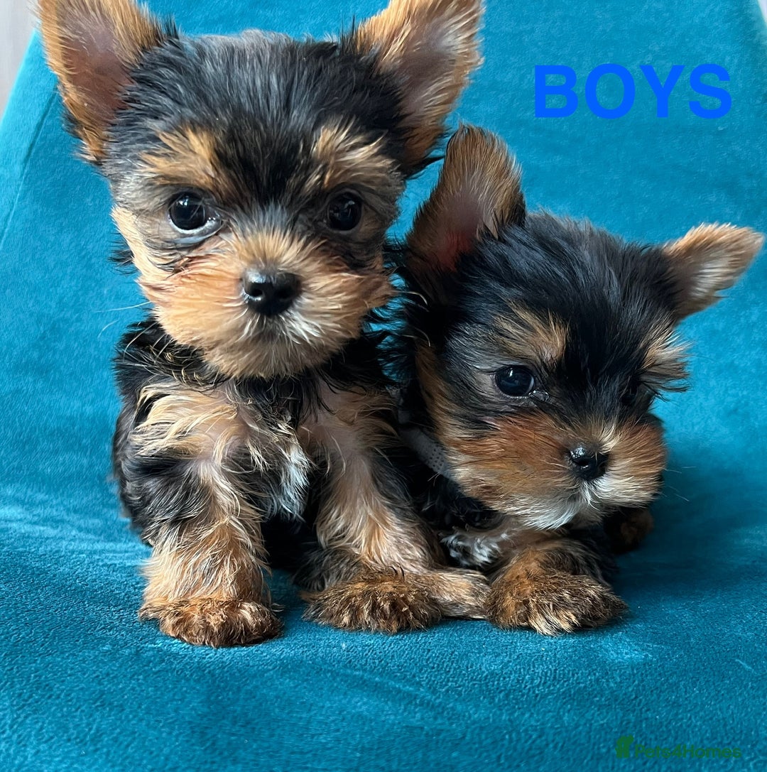 Yorkshire Terrier dogs for sale: Baby face mini pedigree YORKIE pups - Image 15