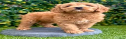 Australian Labradoodle dogs for sale: WALA Superior Australian Labradoodles-Waiting List - Advert 3