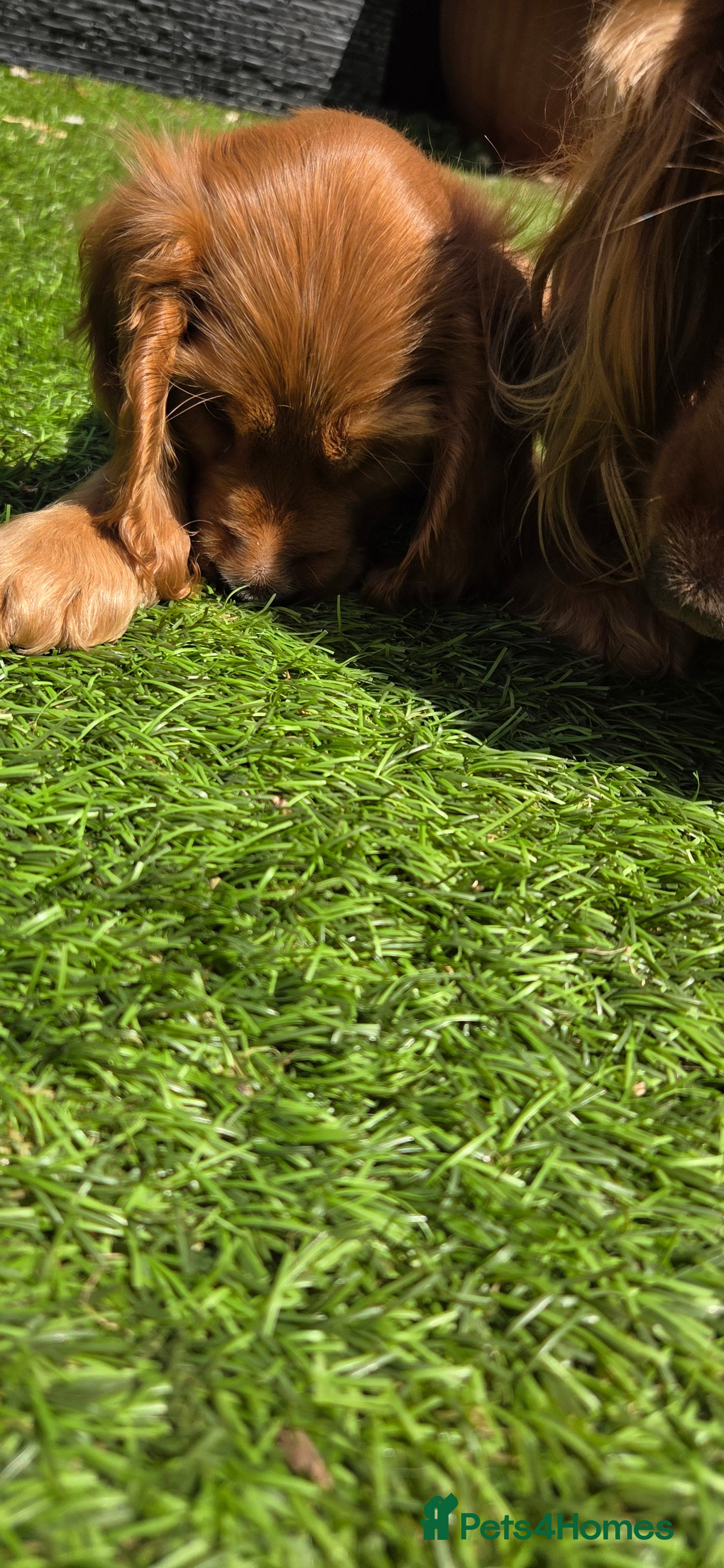 Cocker Spaniel dogs Cocker spaniel ready to go - Advert 15