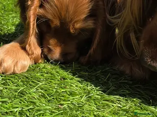 Cocker Spaniel dogs Cocker spaniel ready to go - Advert 15