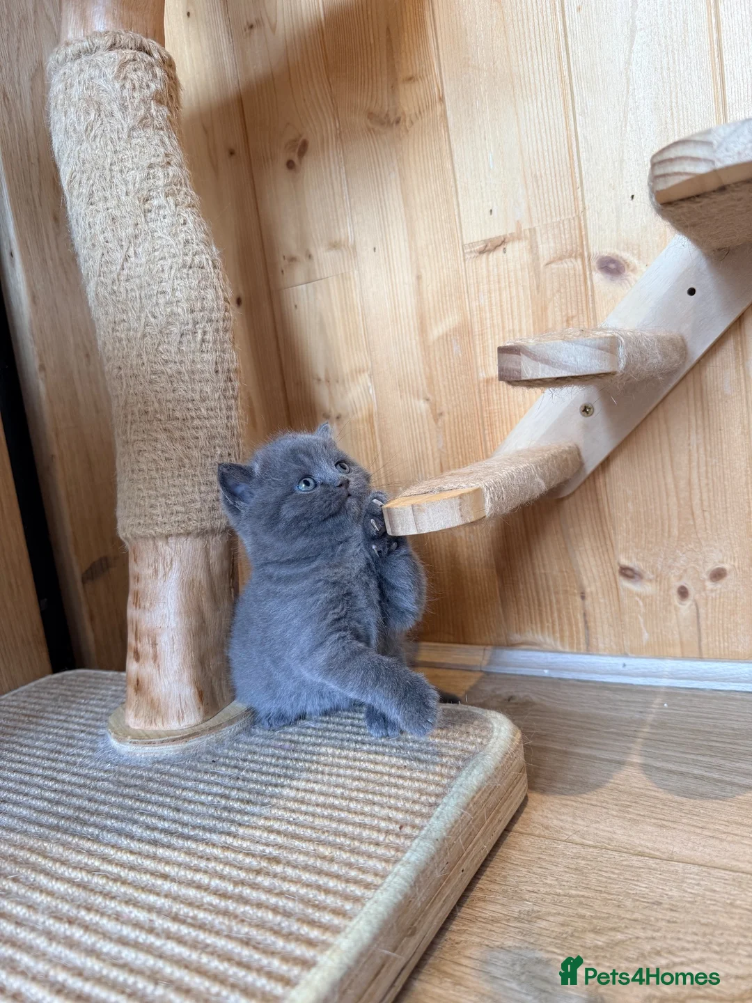 British Shorthair cats for sale: 🐾 British shorthair kitten for sale 🐾 - Advert 23