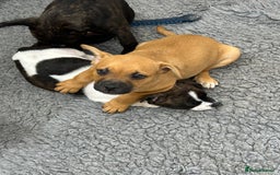 Mixed Breed dogs for sale: Jack Russell X frenchie  - Image 3
